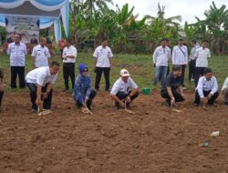 Pemkab Mesuji Bersama PT. UJA Luncurkan Program Kerjasama Budidaya Singkong