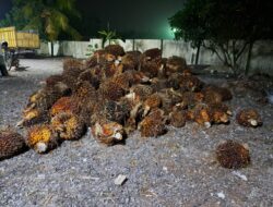Unit Reskrim Polsek Way Serdang Amankan Pelaku Pencurian Buah Sawit di Kebun Plasma Labuhan Batin