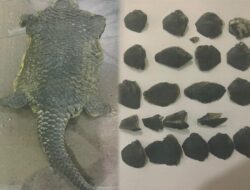 Satreskrim Polres Tulang Bawang Tangkap Penjual Satwa Yang Dilindungi