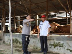 Menjelang Hari Raya Idul Adha 1445 H/2024, Kapolres Mesuji Bersama Stakeholder Terkait, Melaksanakan Peninjauan Kesiapan Hewan Qurban Jenis Sapi Milik Sudarto,Di Desa Wira Bangun