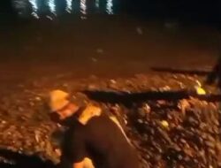 Heboh ! Warga Berebut Ratusan Ikan Yang Loncat Ke Pantai Kota Agung Tanggamus