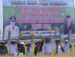 Panen Raya Padi Inbrida di Kampung Sumber Agung, Rawa Pitu, Tulang Bawang Tahun 2024