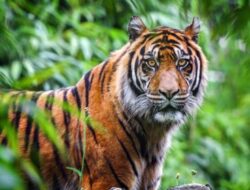 Harimau Yang Meresahkan Warga Telah Di Amankan Tim Gabungan Atar Lebuay Pekon Rawas