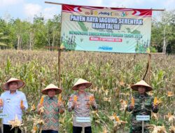 Polres Mesuji Panen Jagung Serentak Kuartal Ke III Didesa Eka Mulya Mesuji Timur