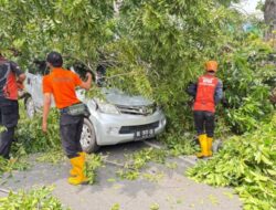 Cuaca Ekstrem: Pohon Tumbang di Kupang Kota, Warga Diminta Waspada