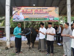 Hari Raya Idul Adha 1447 H.Tahun 2026, Jajaran Polres Mesuji Melaksanakan Penyembelihan Hewan Qurban Di Markas Komando Polres Mesuji