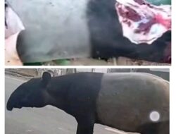 Satwa Langka Yang  Dilindungi Undang-Undang Dilaporkan Tewas Disembelih,Polres Mesuji Buru Pelaku